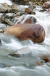 pierre dans le torrent