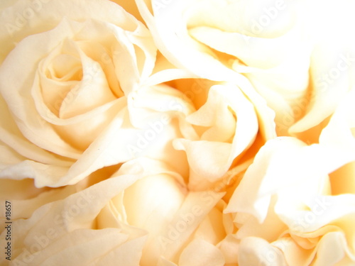 taffetas de roses