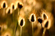 été