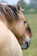 cheval picard