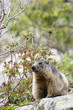 marmotte 1