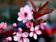 cerisier en fleur