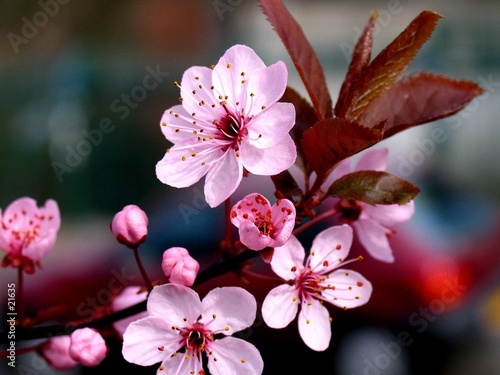 cerisier en fleur