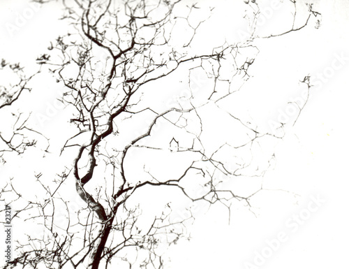 branche de noyer