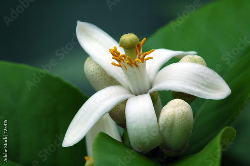 fleur de citronnier