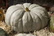 courges 17