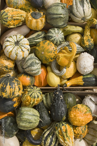 courges 07