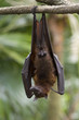 flying fox 1