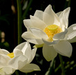 lotus blanc