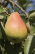 poire
