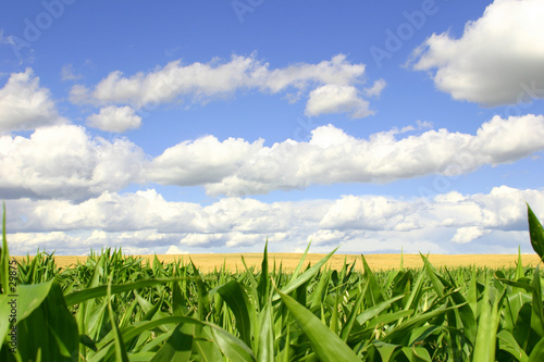 Foto: a cornfield, wheatfield, and blue skies a cornfield, wheatfield, and blue skies