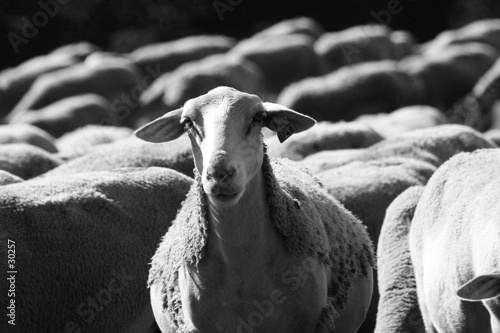 mouton inquiet