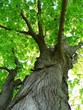 maple tree