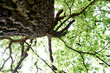 arbre zen