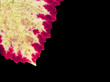 natural design