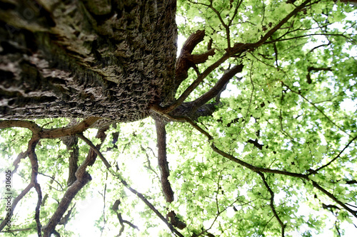 Photo: arbre zen arbre zen