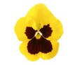 design elements: yellow pansy