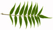 feuille de sorbier