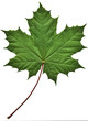 green maple leaf