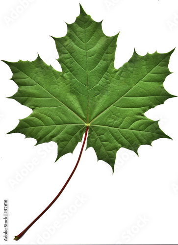 Illustration: green maple leaf green maple leaf