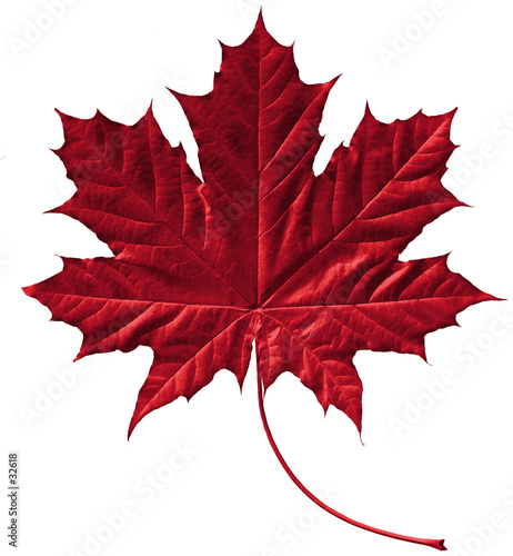 crimson maple leaf