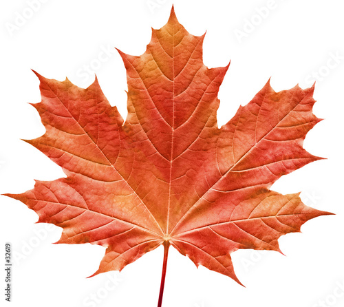 reddish maple leaf