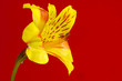 yellow lilly