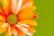 painted daisy