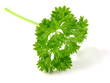 single parsley