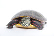 up close with water turtle