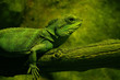 iguane