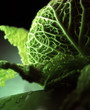cabbage