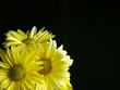yellow in the corner