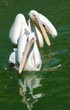 pélicans