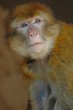 singe domestique