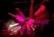 concert rose