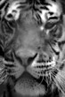 tigre noir et blanc