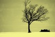 arbre seul