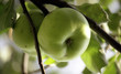 two greencooking apples on a tree