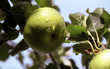 a green cooking apple on a tree after rain
