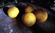 four oranges in the shade