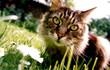 tabby cat in garden