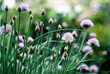 chives sprouting