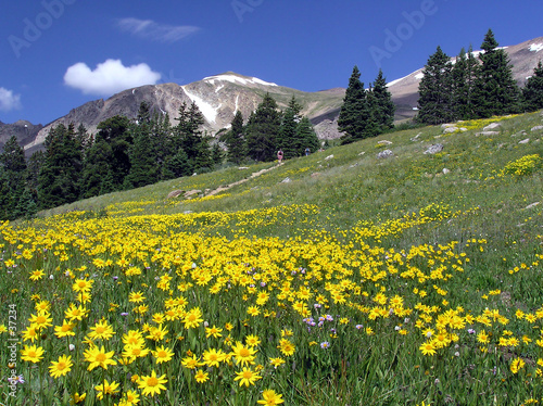 mountain meadow