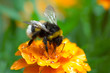 bumblebee on the orange flower bumblebee on the orange flower