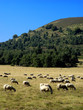 moutons