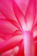 christmas cactus