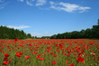 field of poppies