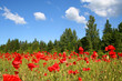 field of poppies