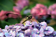 a trip to the garden